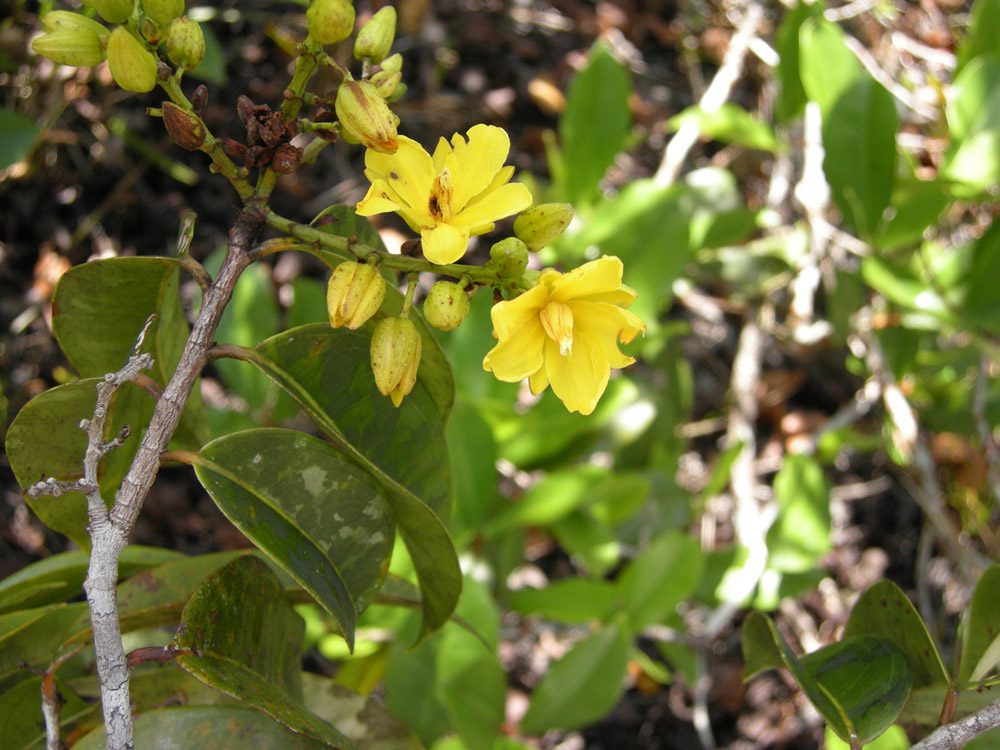 Ochnaceae Ouratea spruceana
