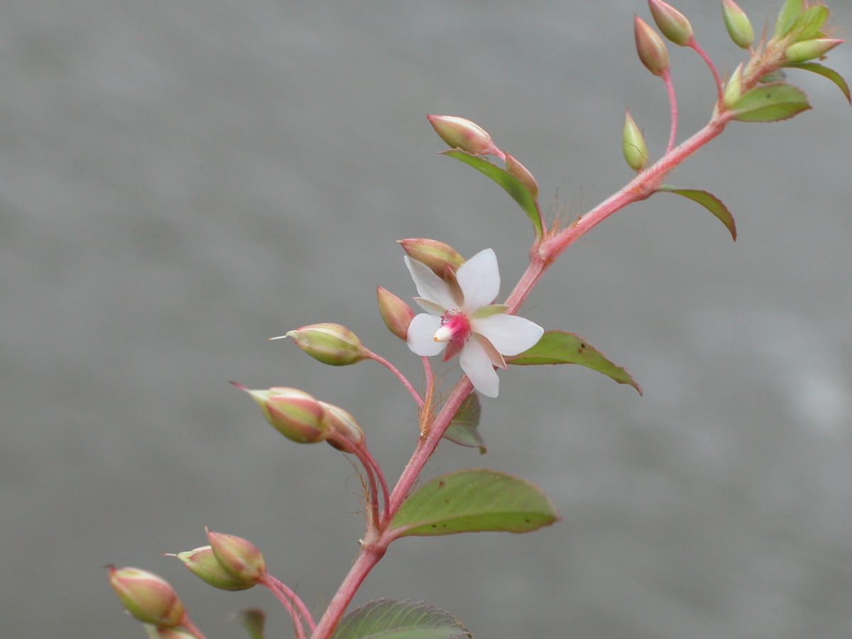 Ochnaceae Sauvagesia erecta