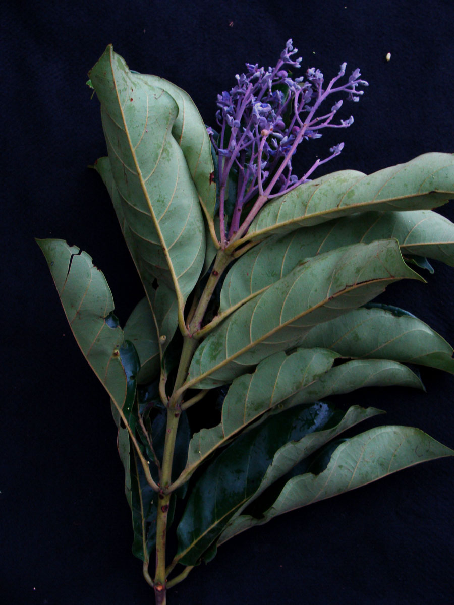 Vochysiaceae Erisma uncinatum