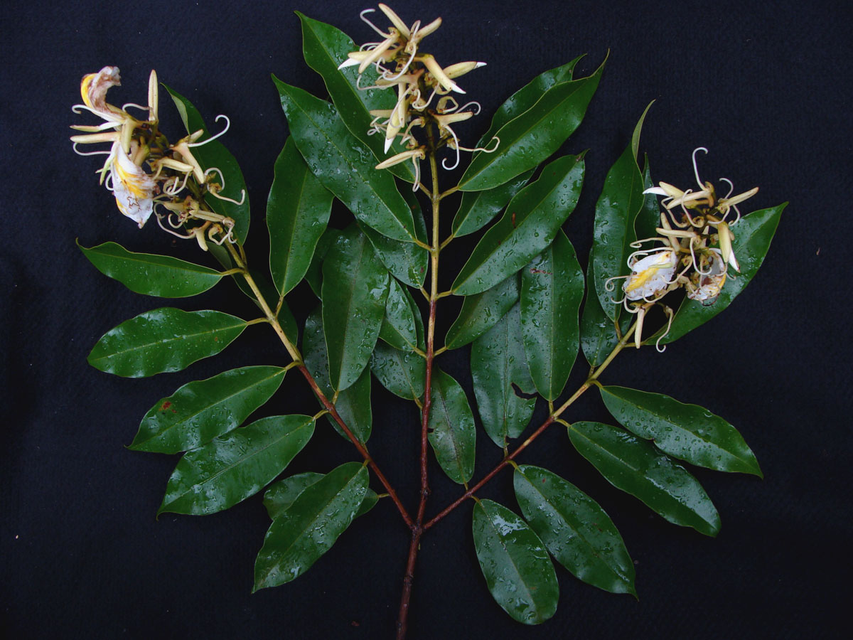 Vochysiaceae Ruizterania wittrockii
