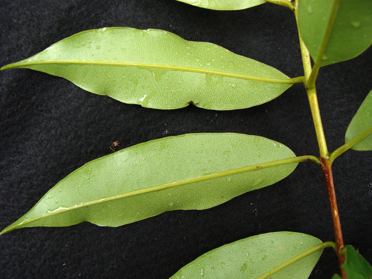 Vochysiaceae Ruizterania wittrockii