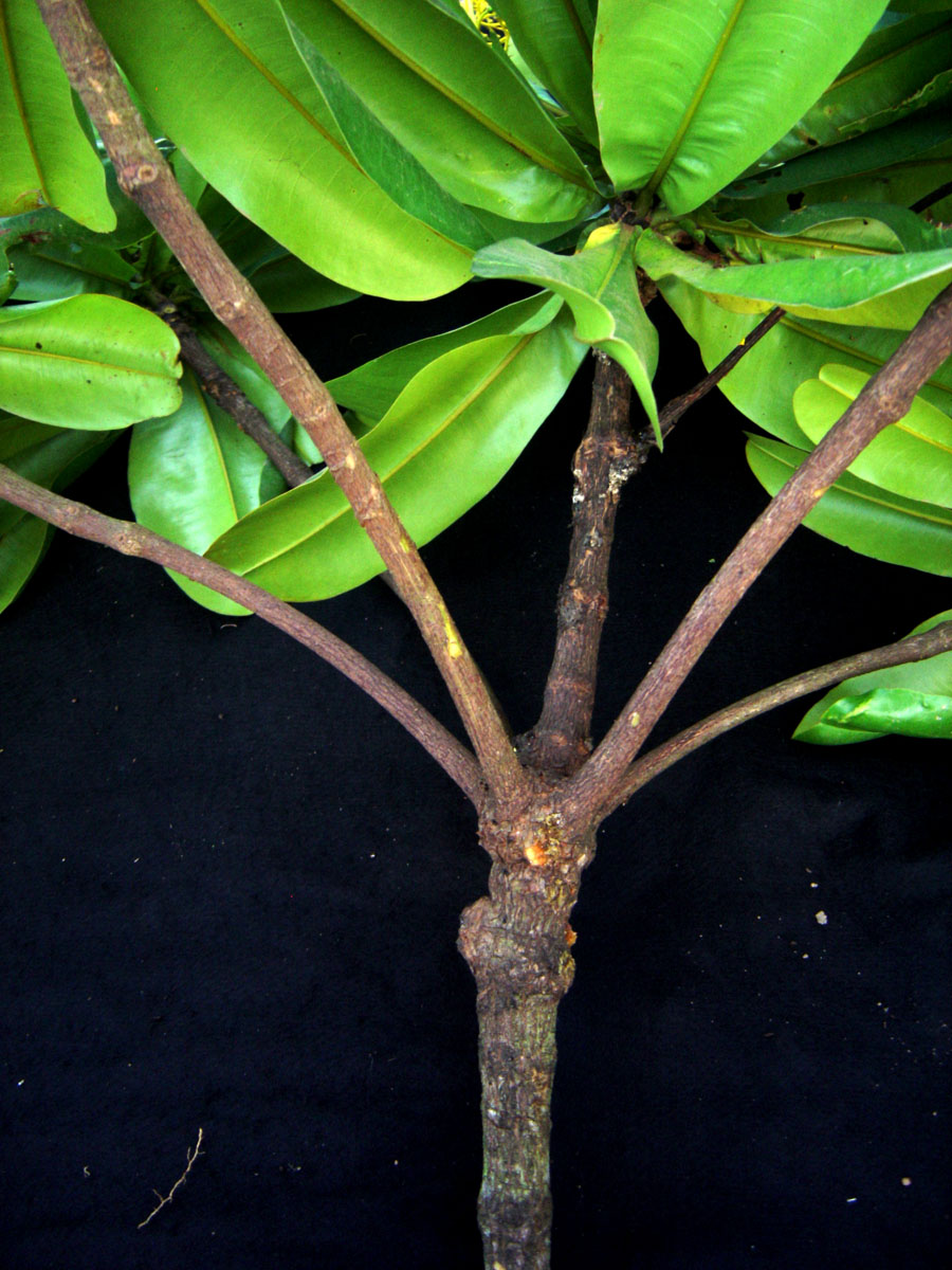 Vochysiaceae Vochysia fontellae