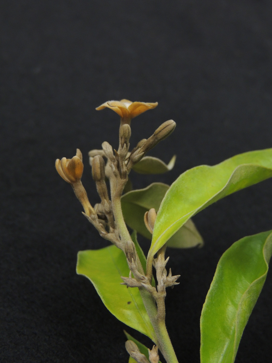 Apocynaceae Geissospermum laeve