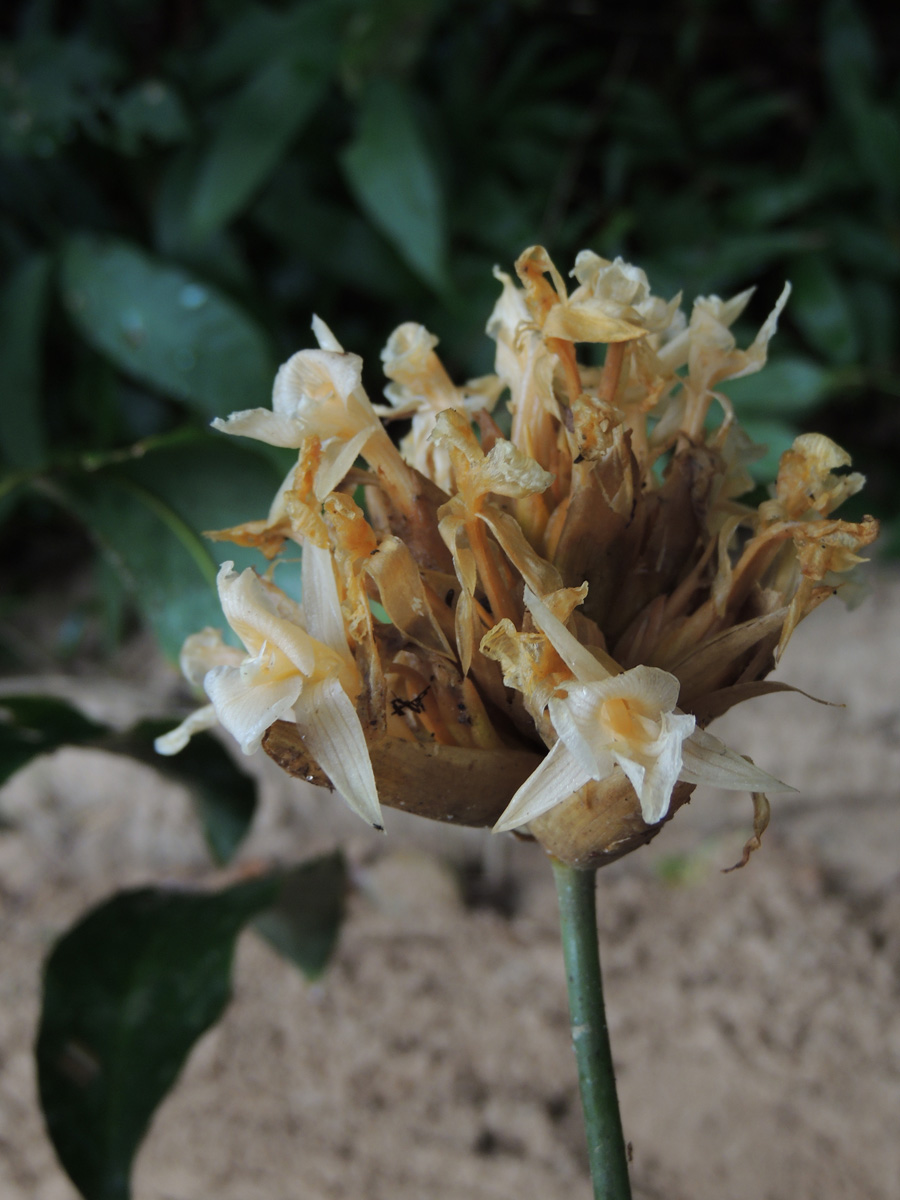 Lauraceae Goeppertia altissima