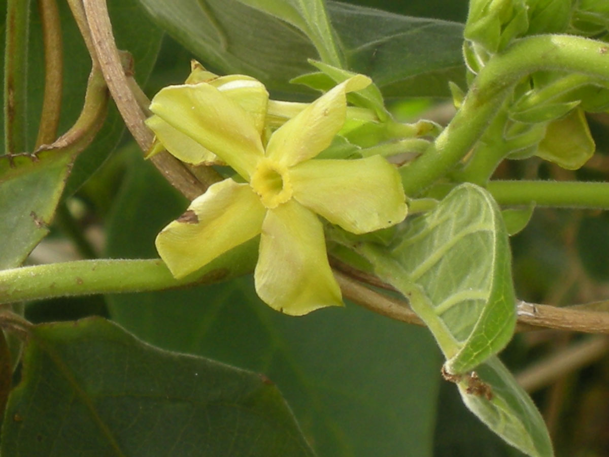 Apocynaceae Prestonia riedelli