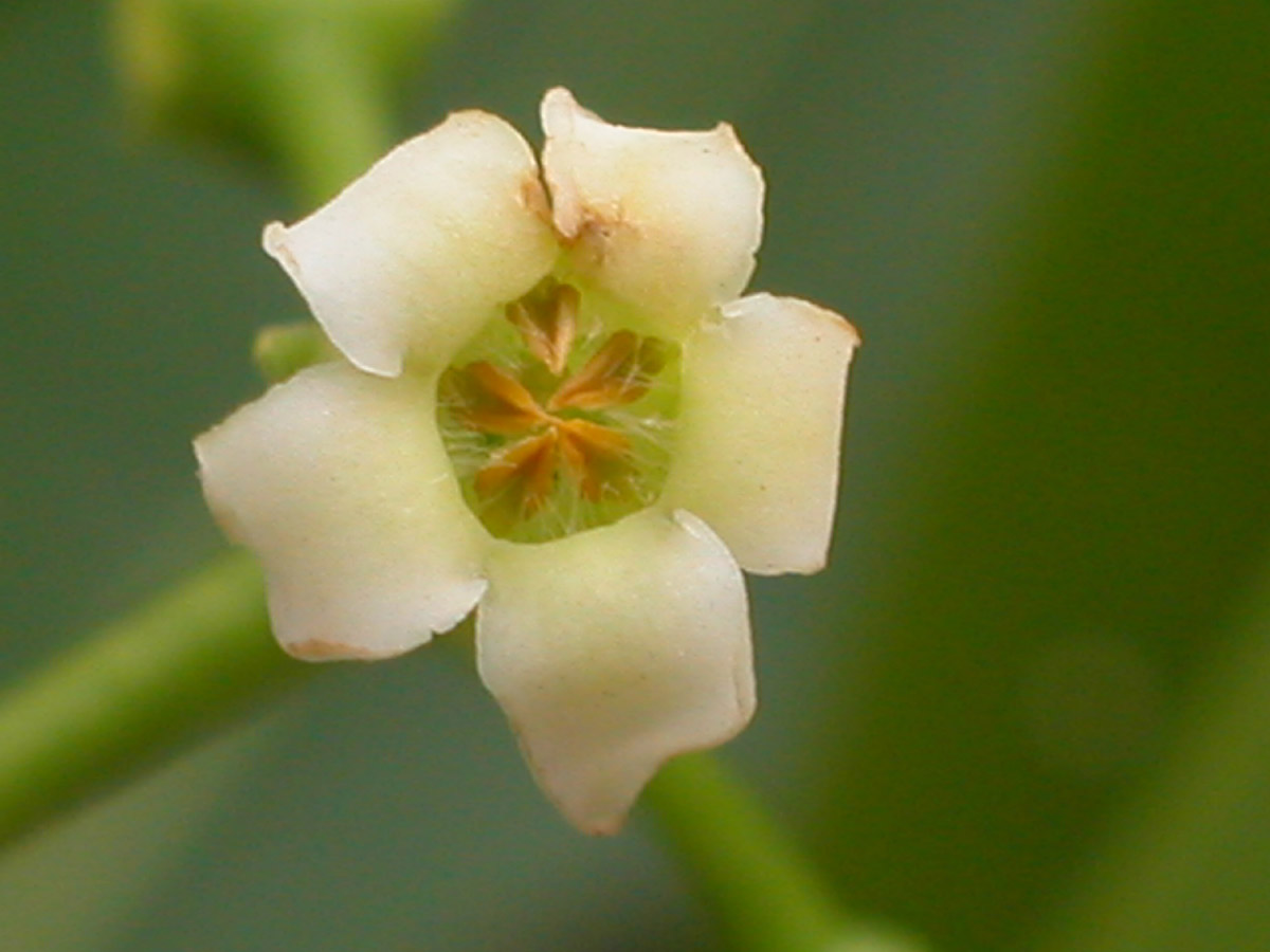 Apocynaceae Rauvolfia sellowii