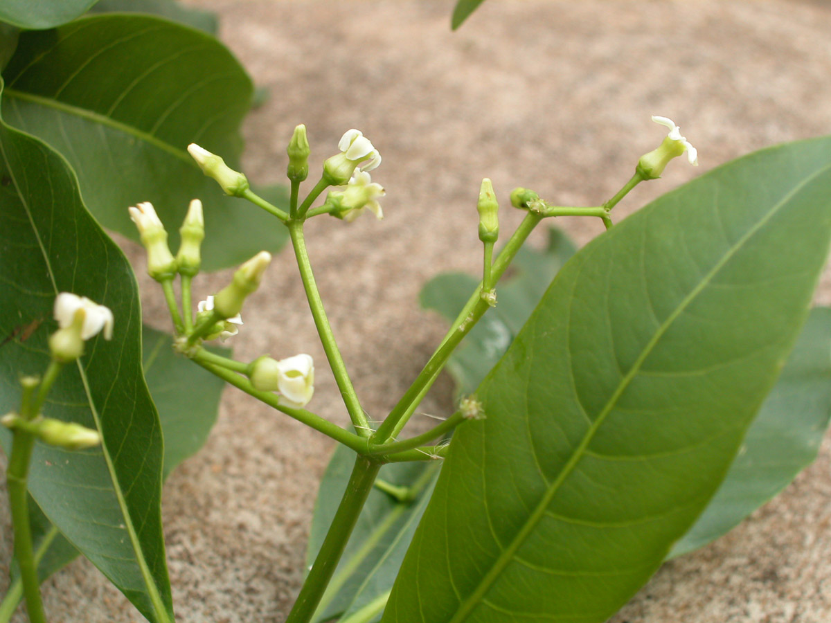 Apocynaceae Rauvolfia sellowii
