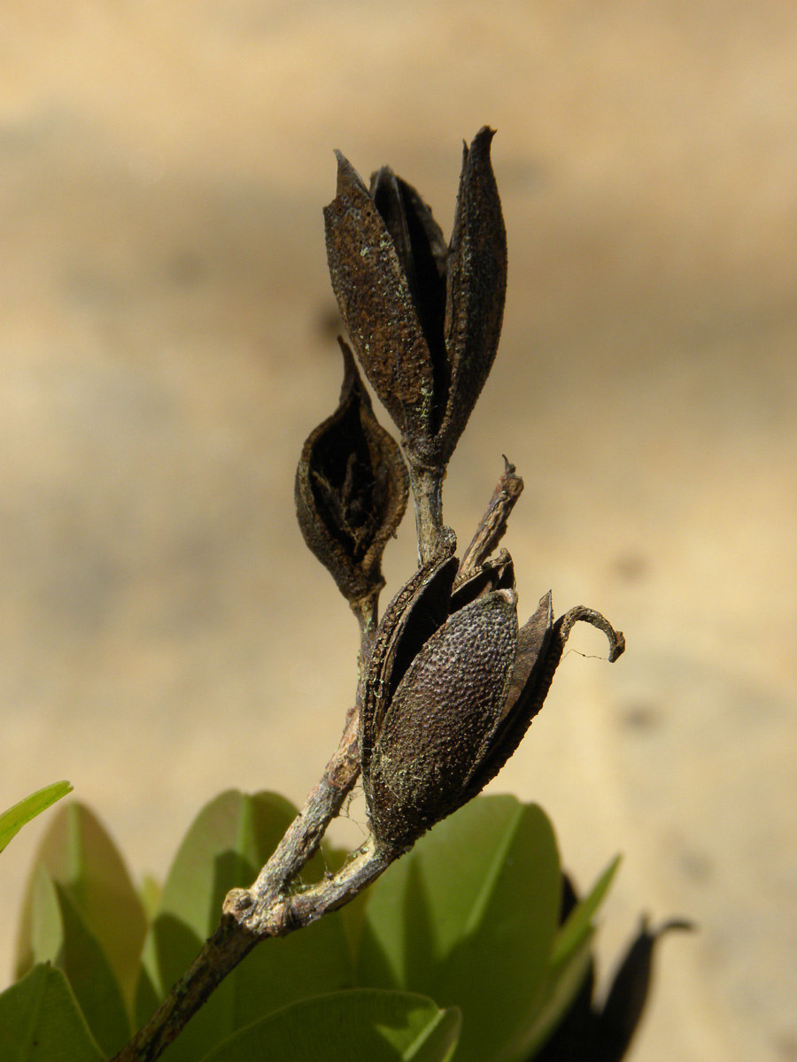 Vochysiaceae Ruizterania retusa