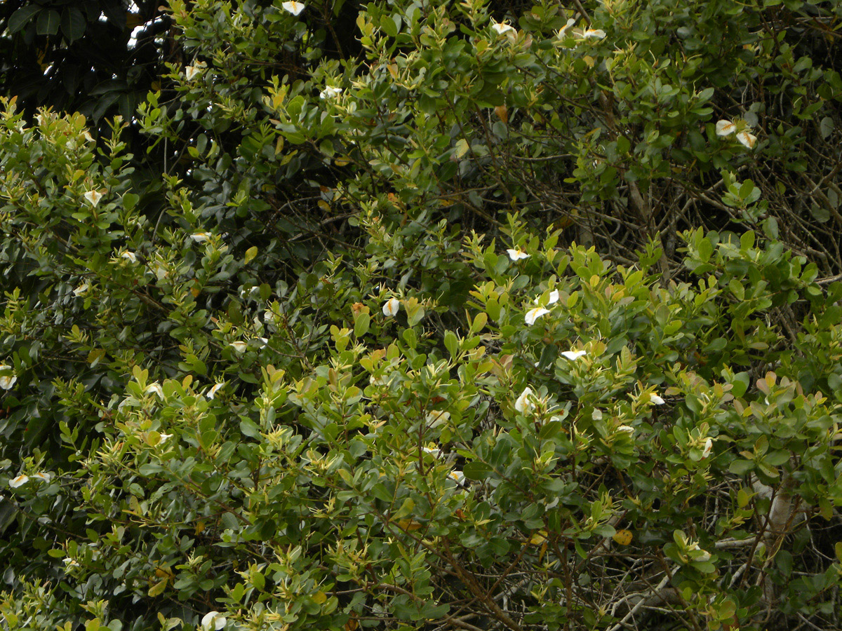 Vochysiaceae Ruizterania retusa