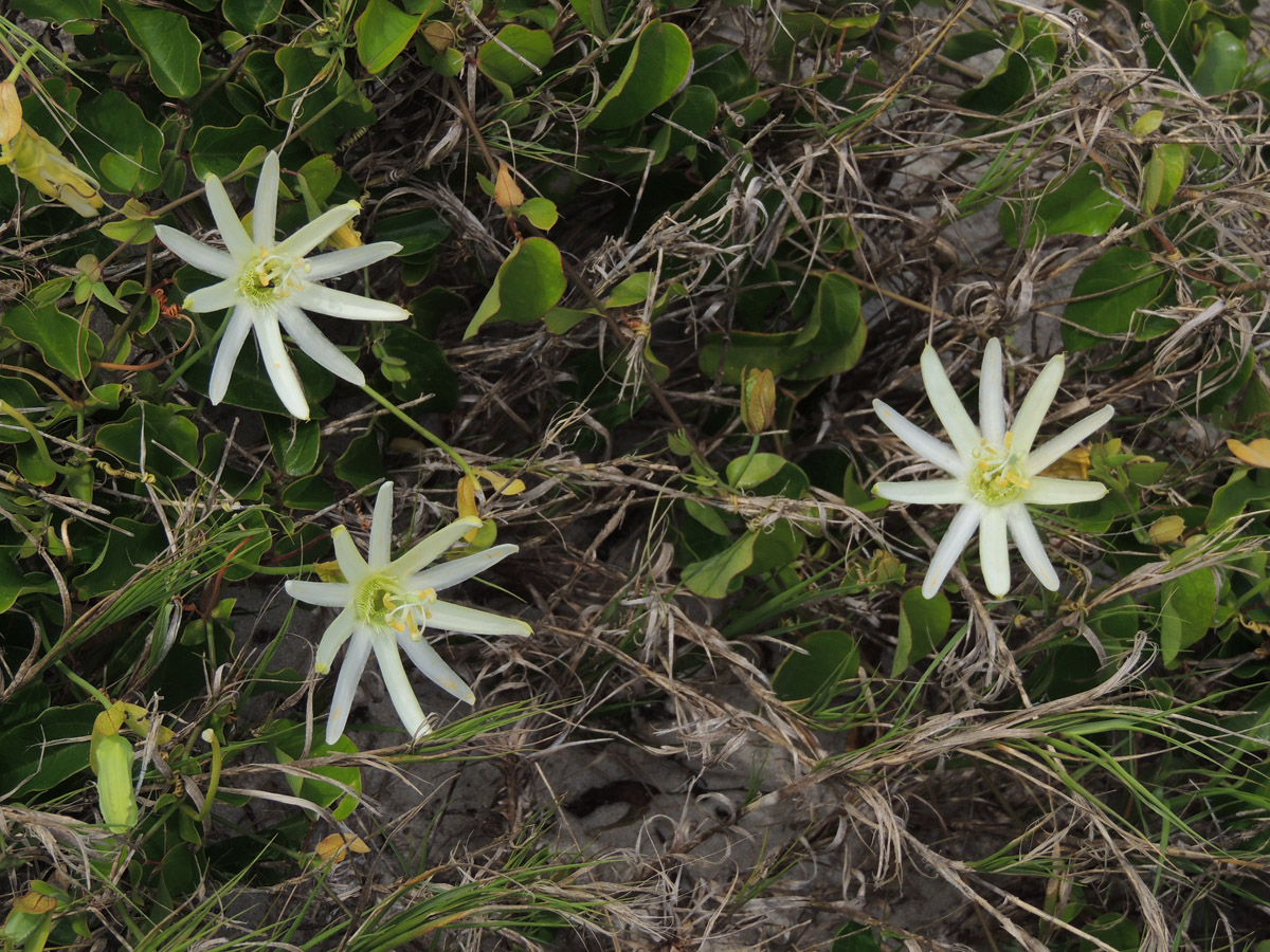Passifloraceae Passiflora mucronata