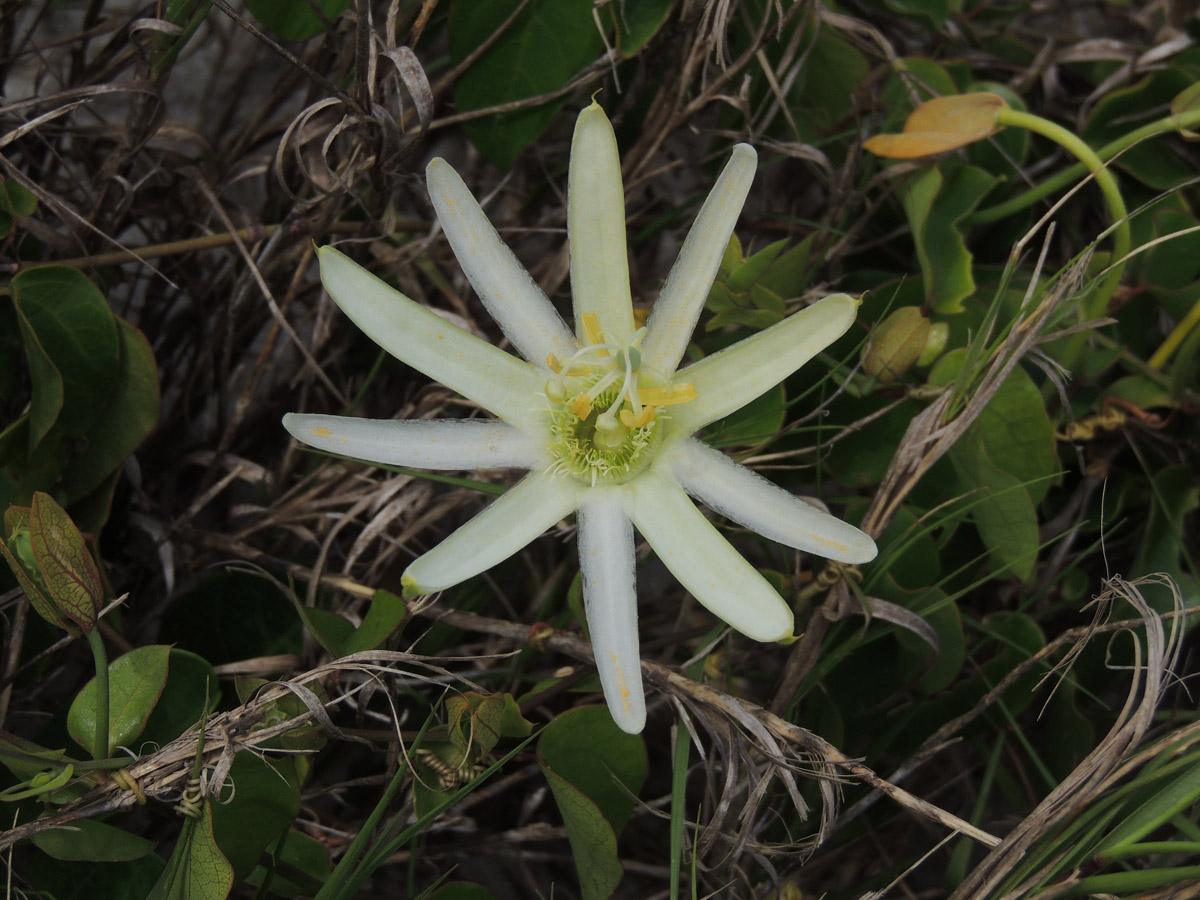 Passifloraceae Passiflora mucronata