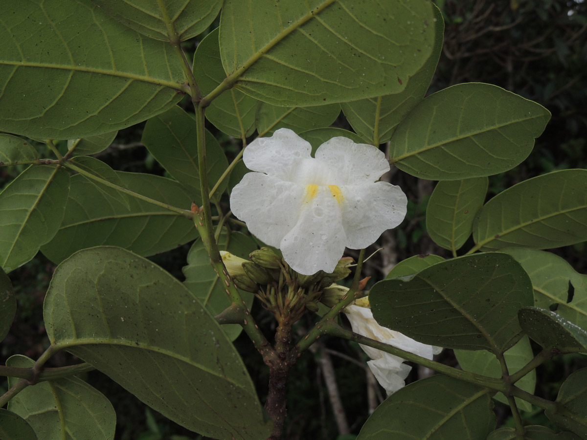 Bignoniaceae Tabebuia elliptica