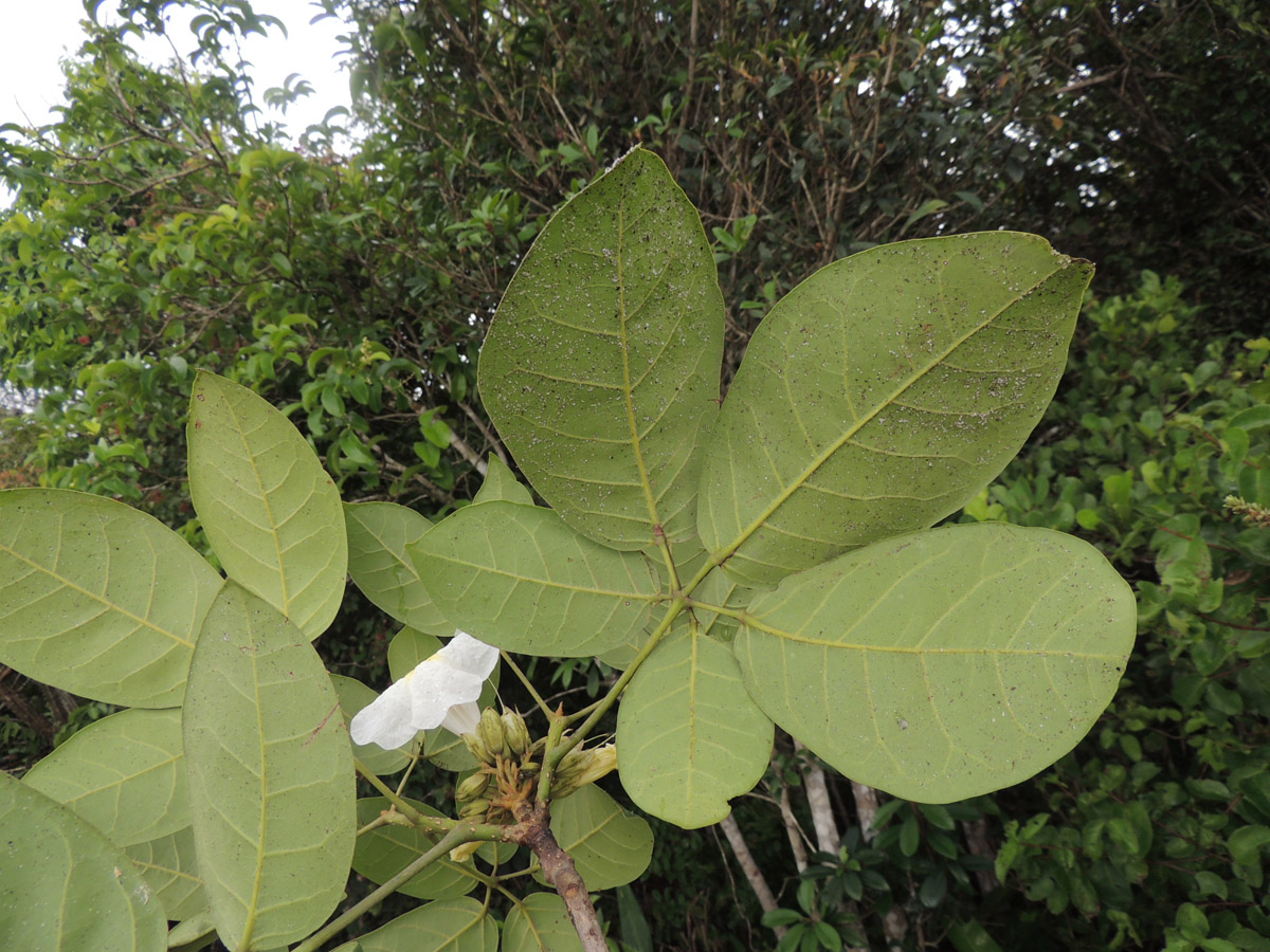 Bignoniaceae Tabebuia elliptica