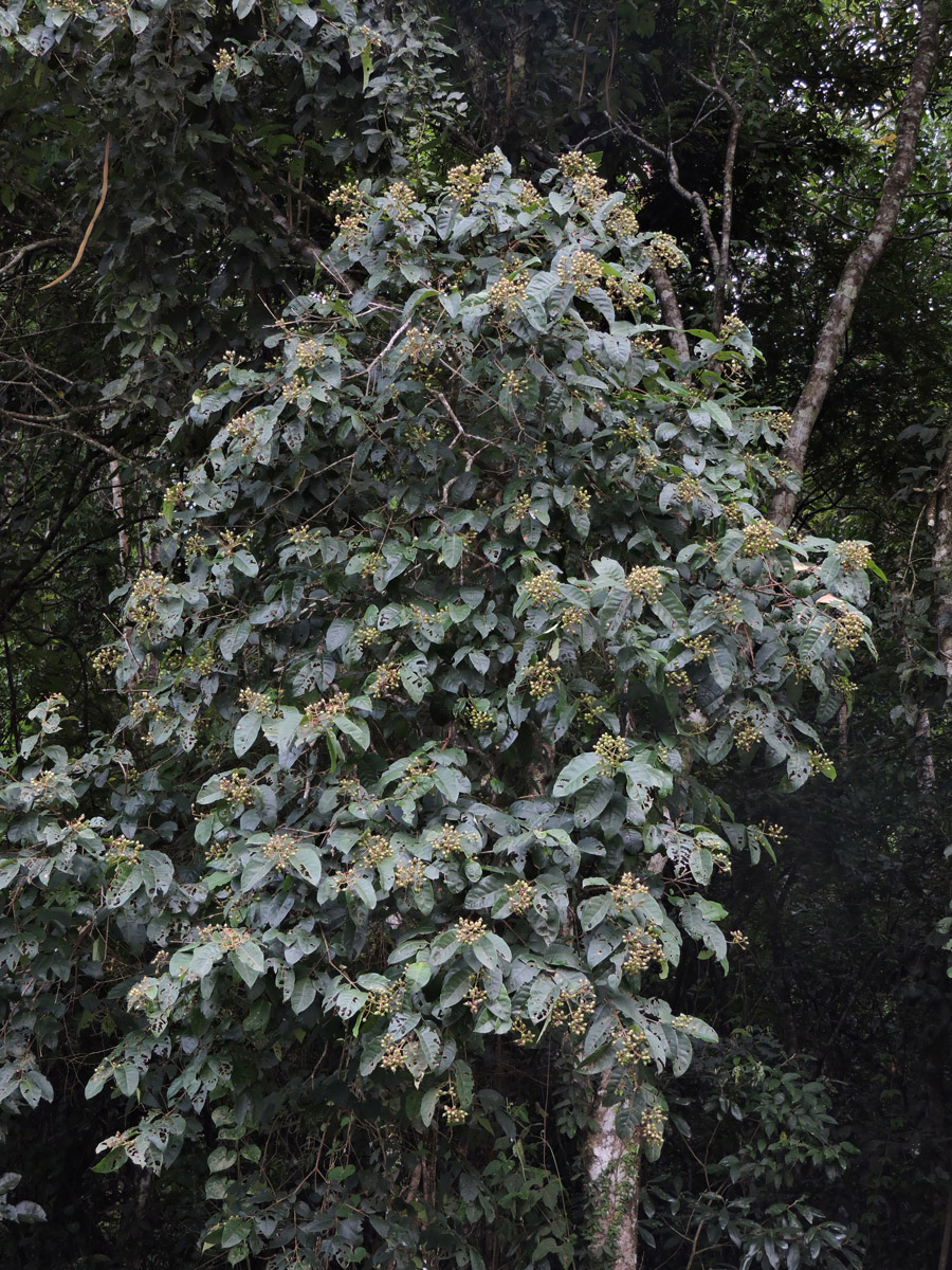 Hypericaceae Vismia brasiliensis