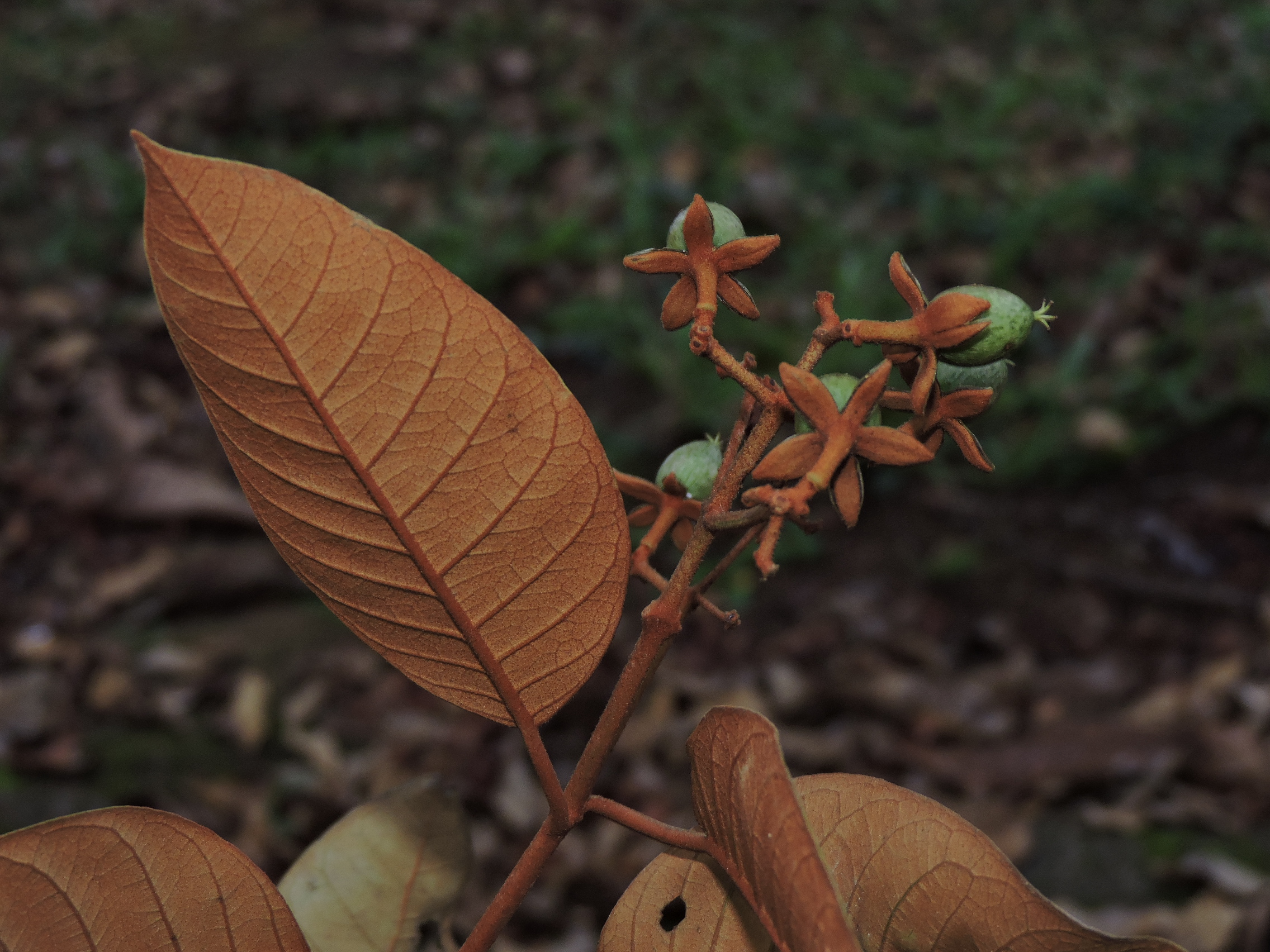 Hypericaceae Vismia magnoliifolia