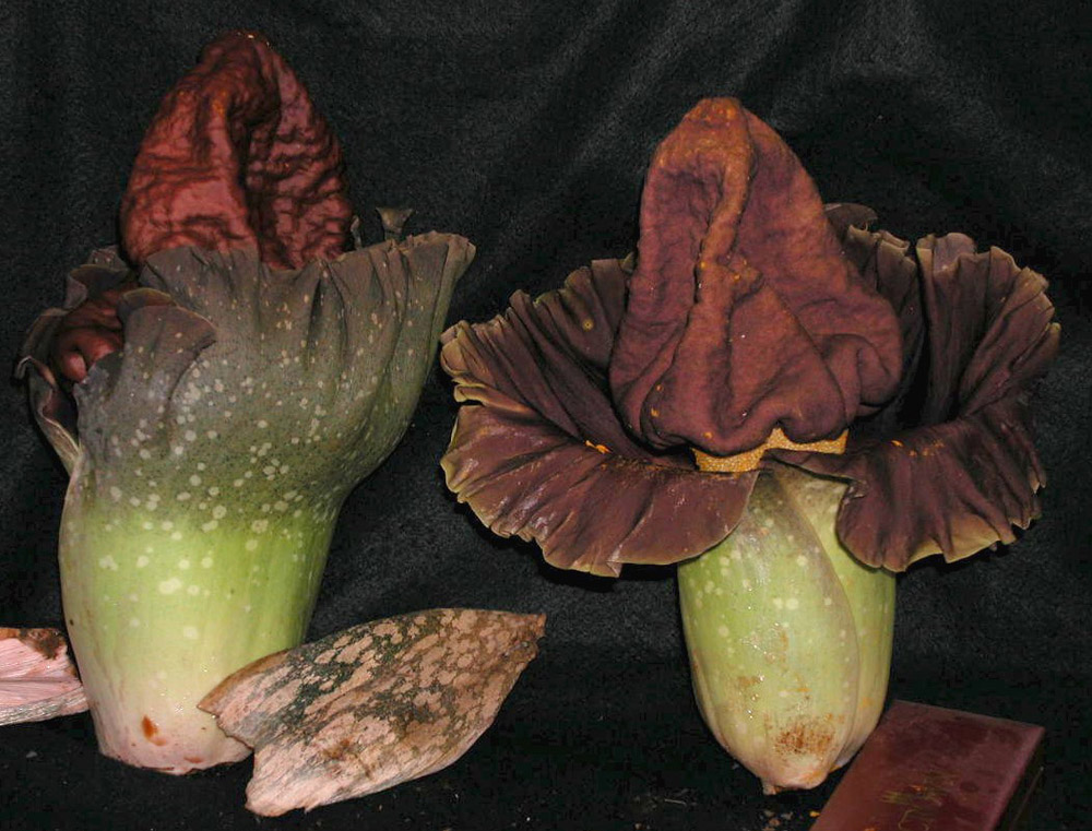 Araceae Amorphophallus campanulatus