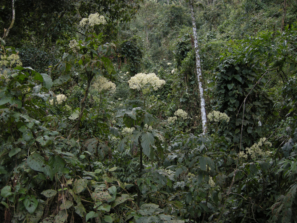 Begoniaceae Begonia incisoserrata