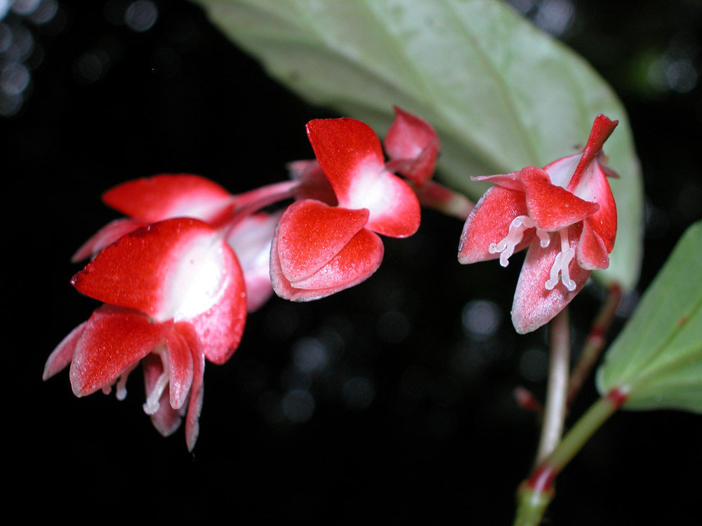 Begoniaceae Begonia radicans
