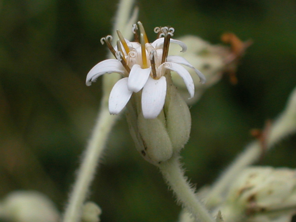 Asteraceae Jungia sellowii