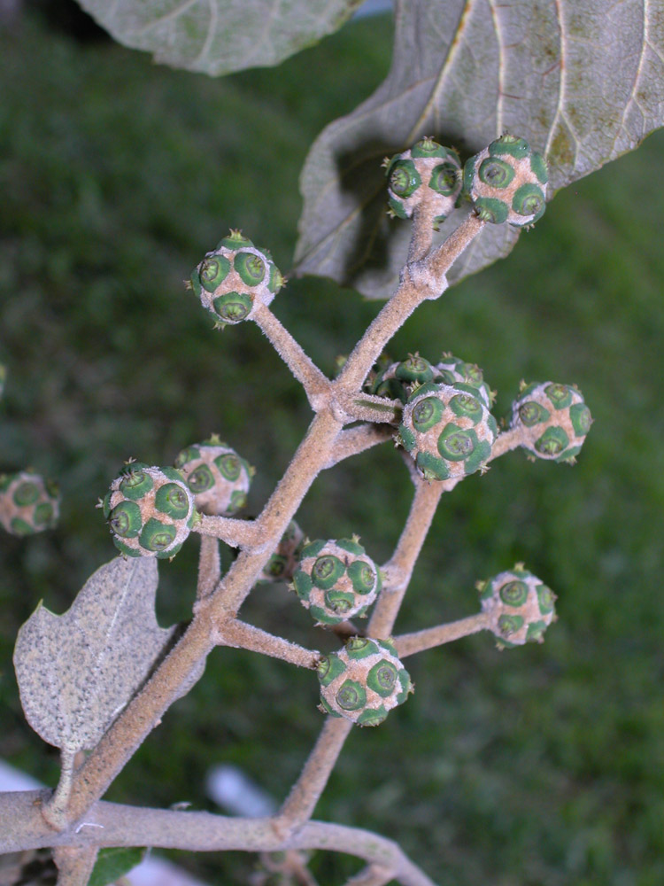 Araliaceae Oreopanax fulvum