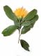 image of Stifftia chrysantha