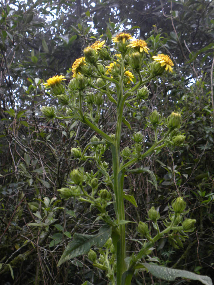 Asteraceae Trixis verbascifolia