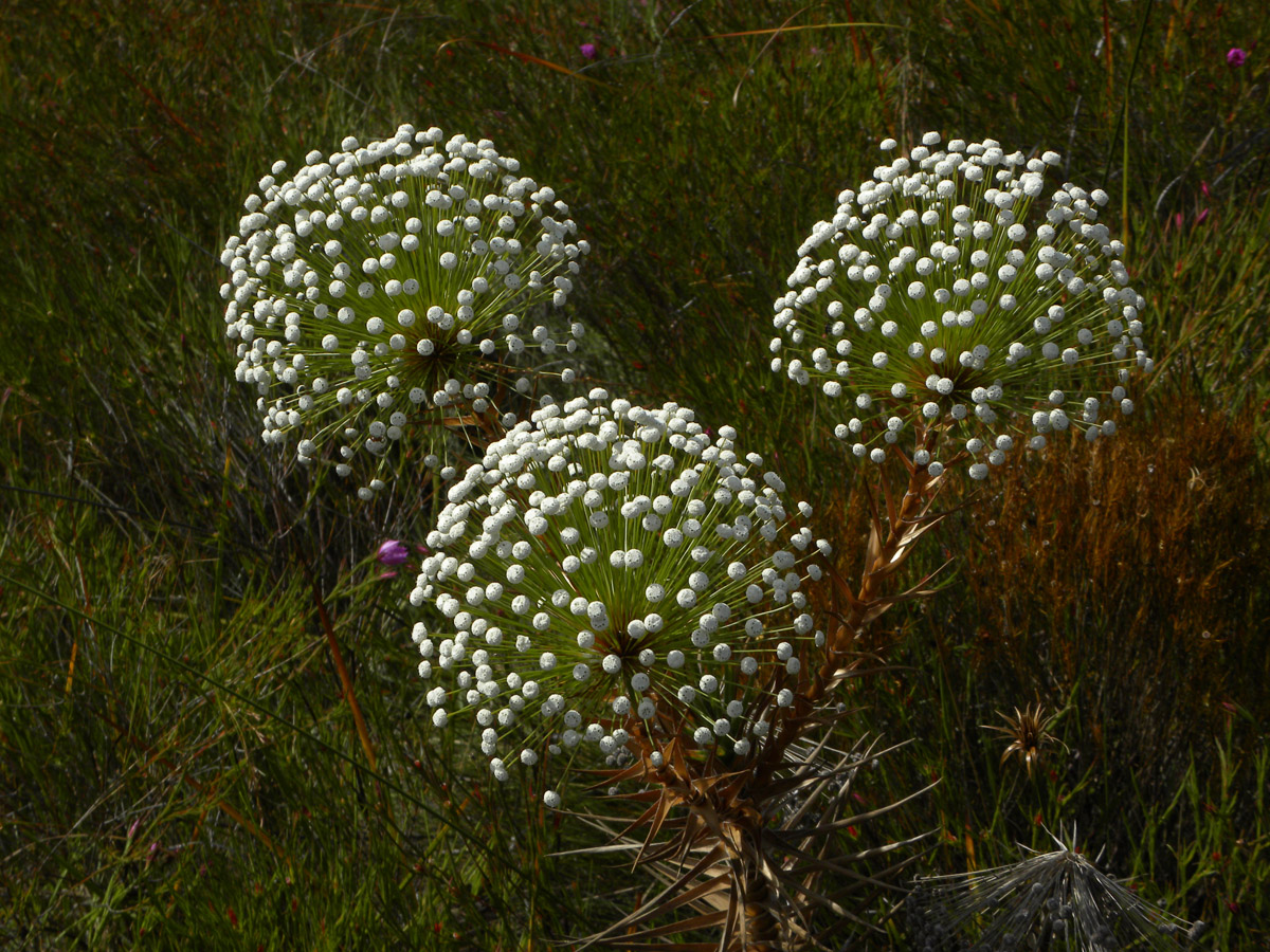 Eriocaulaceae Actinocephalus bongardii