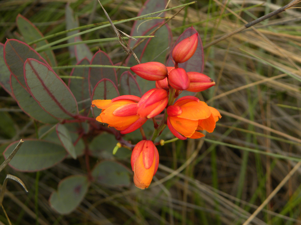 Fabaceae Chamaecrista ochnacea