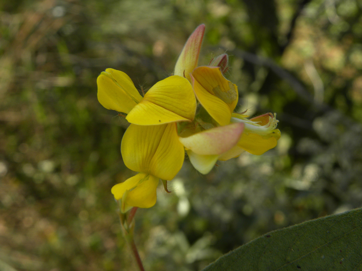 Fabaceae Eriosema heterophyllum