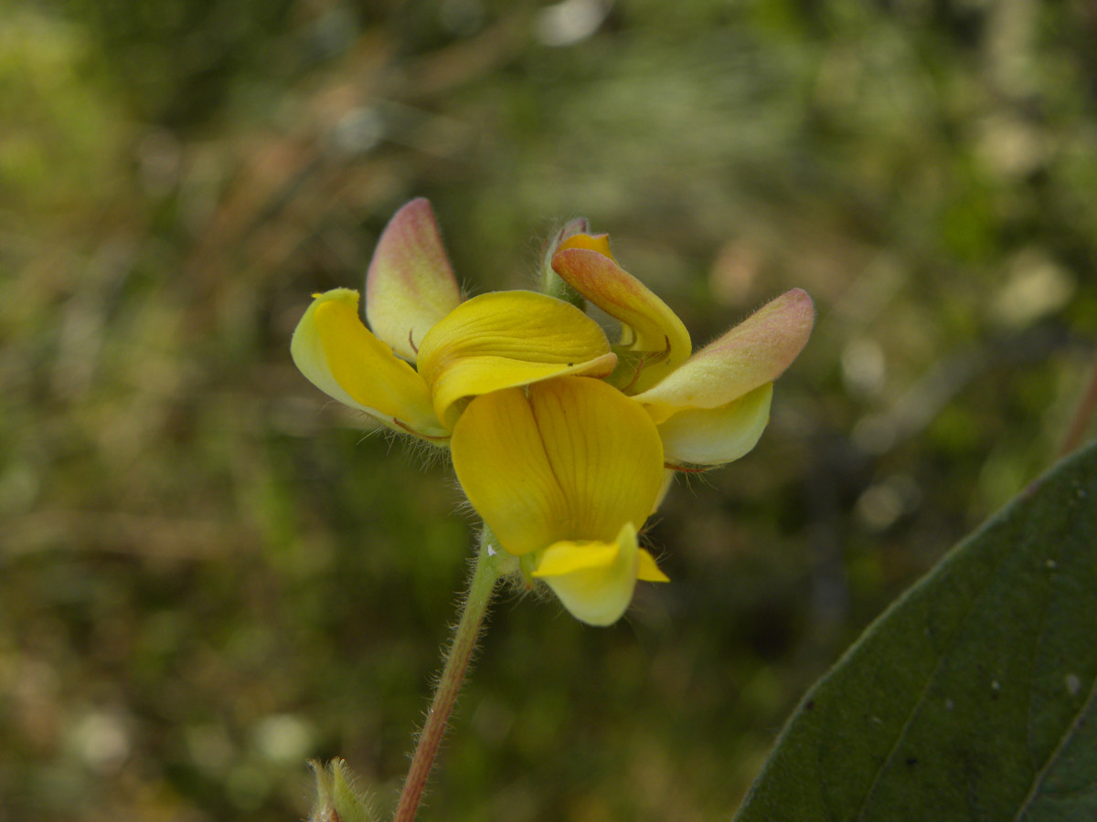 Fabaceae Eriosema heterophyllum