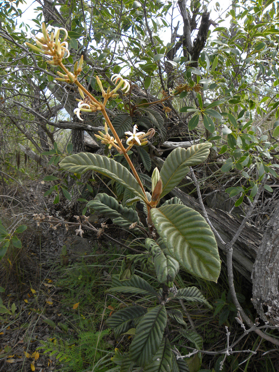 Rubiaceae Remijia ferruginea