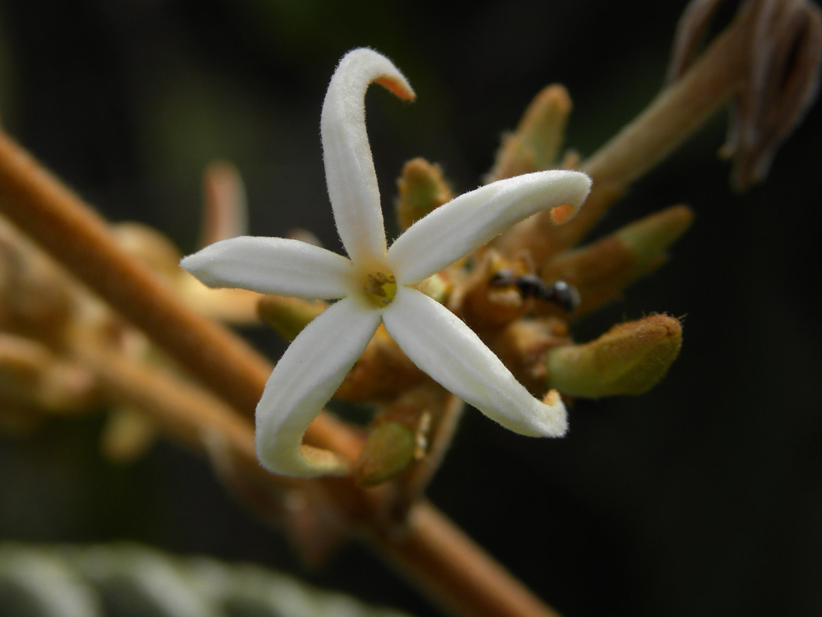 Rubiaceae Remijia ferruginea
