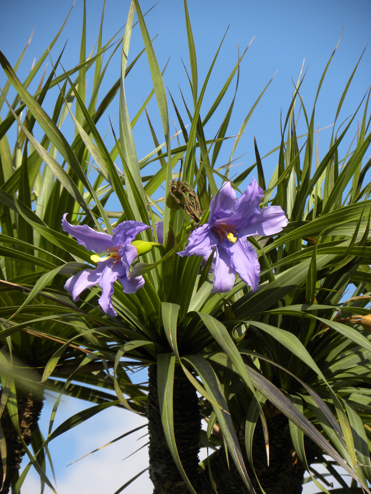 Velloziaceae Vellozia gigantea