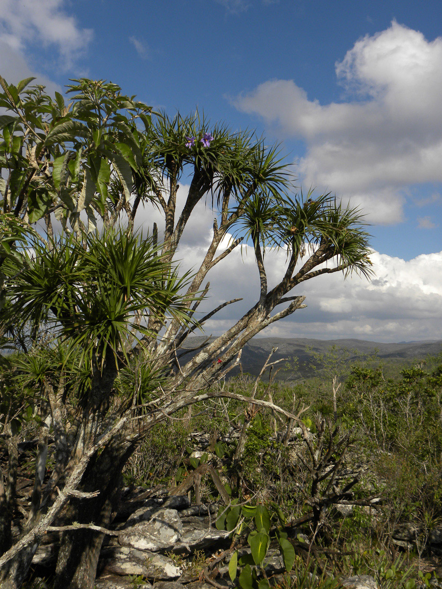 Vellozia gigantea (Velloziaceae) image 39305 at