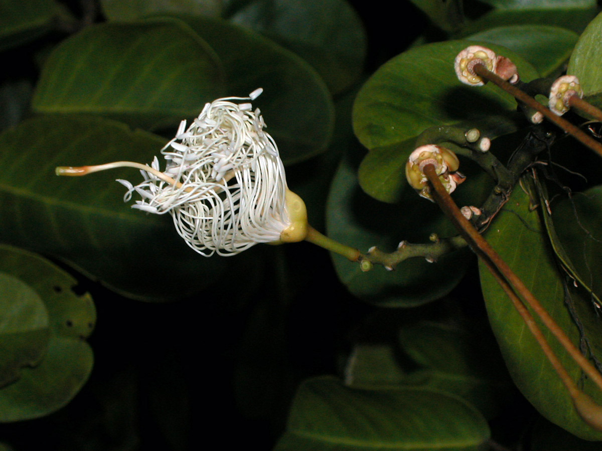 Capparaceae Capparis flexuosa