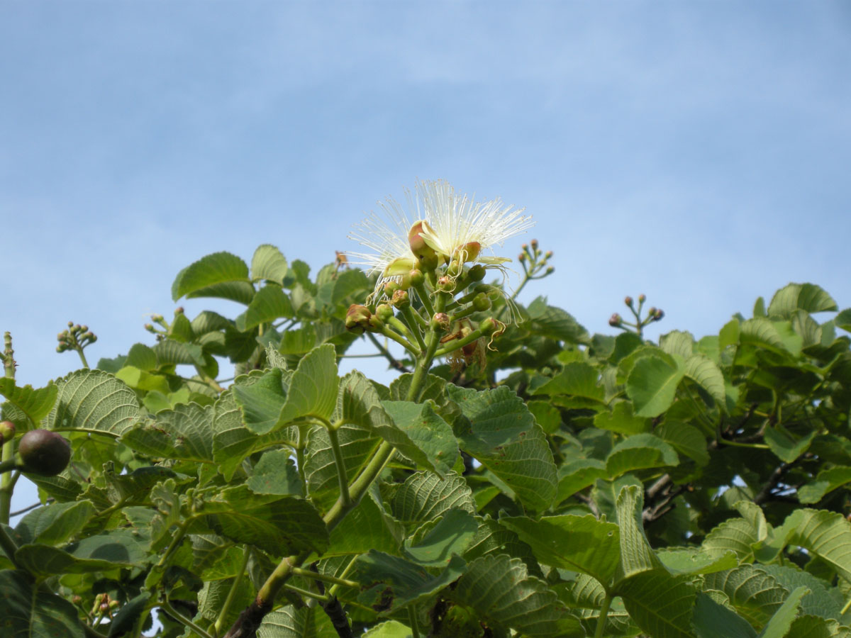 Caryocaraceae Caryocar brasiliense