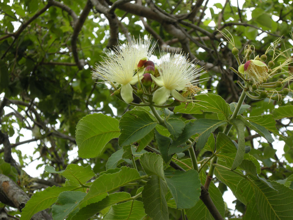 Caryocaraceae Caryocar brasiliense