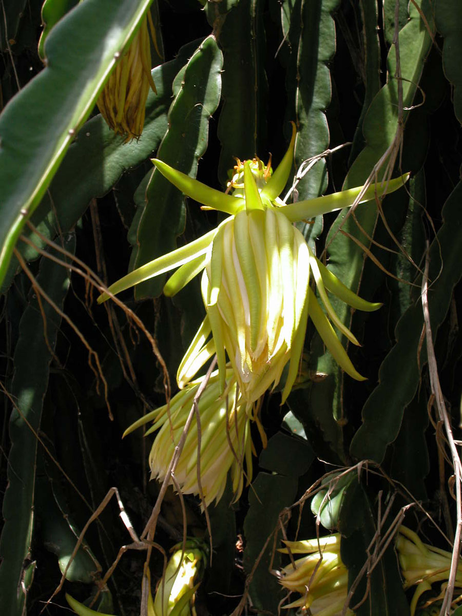 Cactaceae Hylocereus undatus