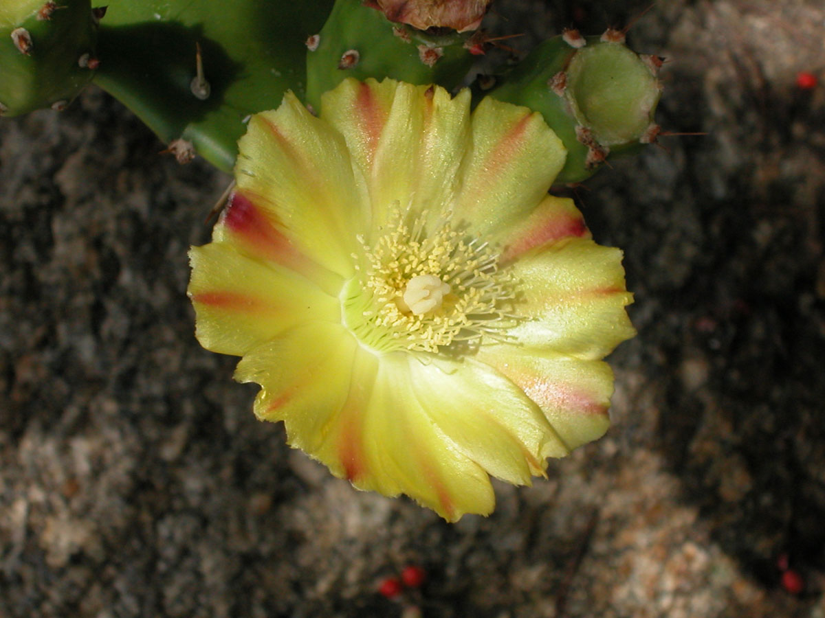 Cactaceae Opuntia monoacantha