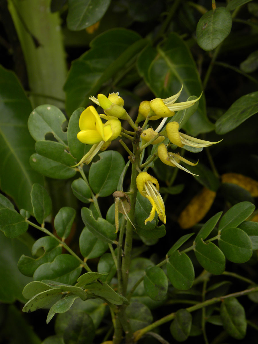 Fabaceae Sophora tomentosa