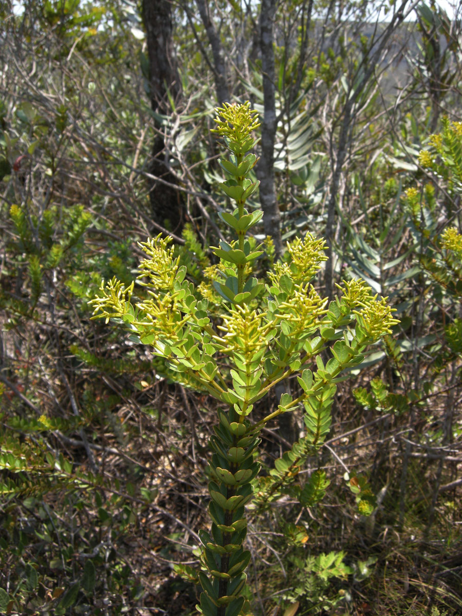 Vochysiaceae Vochysia microphylla