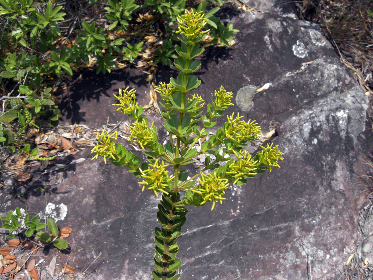 Vochysiaceae Vochysia microphylla