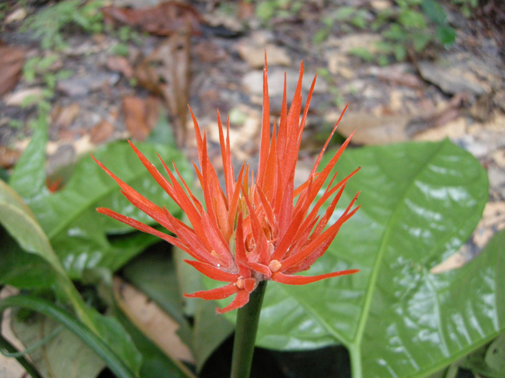 Cucurbitaceae Gurania huebneri