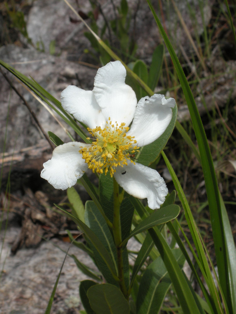 Clusiaceae Kielmeyera variabilis