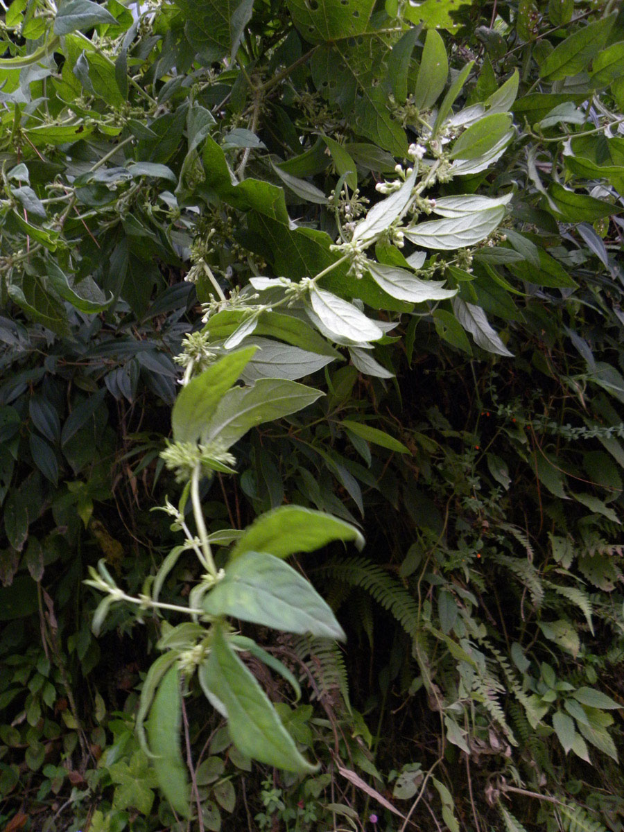 Rubiaceae Manettia congesta