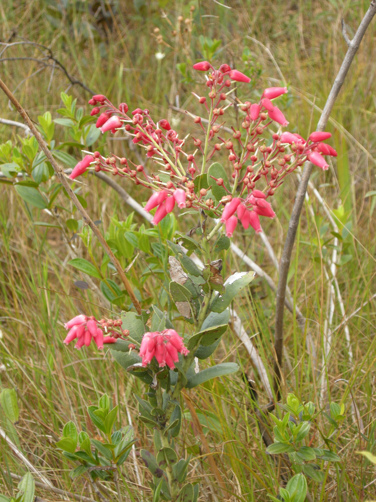 Ericaceae Agarista coriifolia