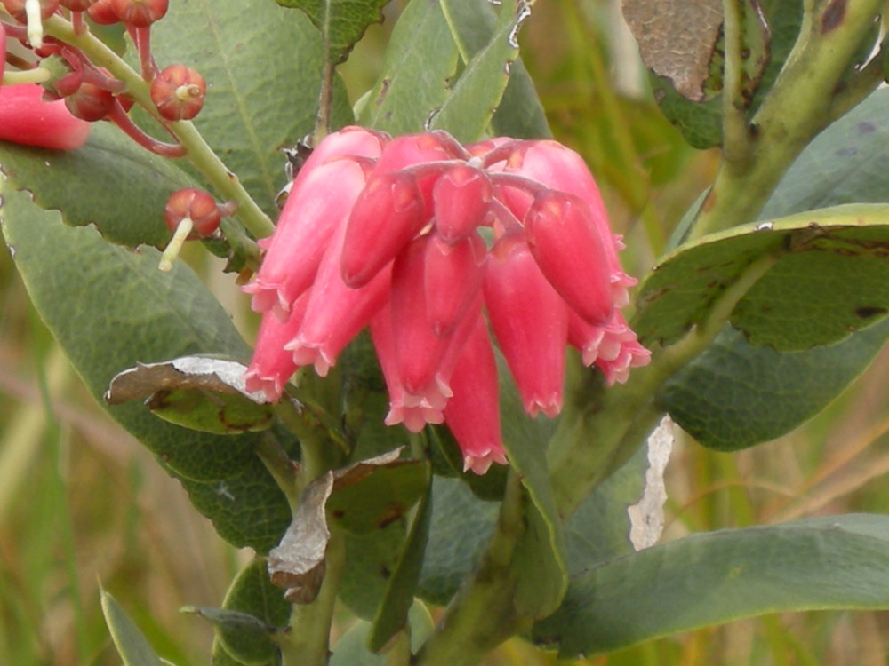 Ericaceae Agarista coriifolia