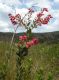 image of Agarista coriifolia