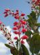 image of Agarista coriifolia