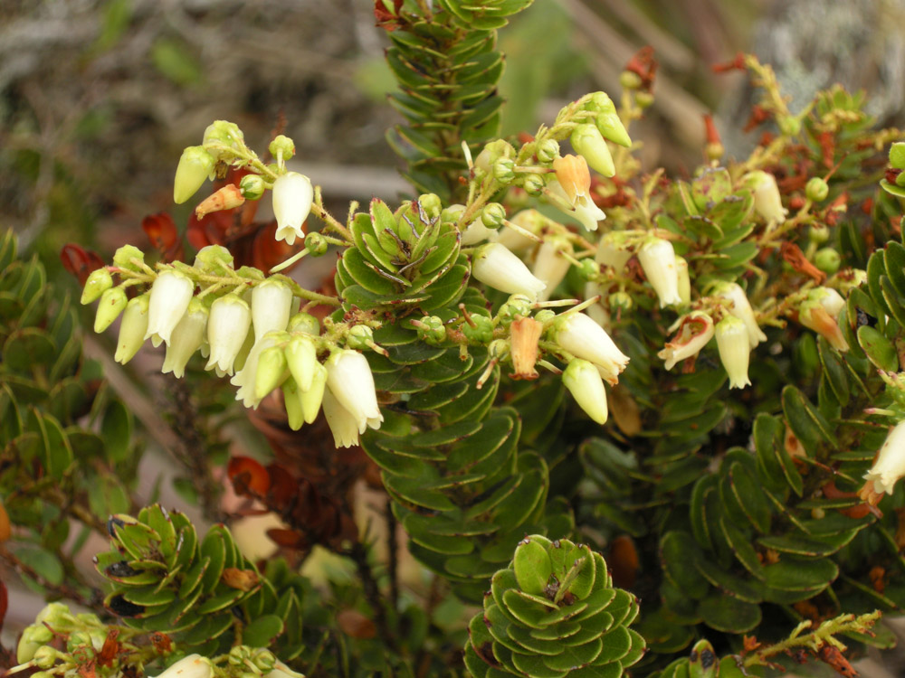 Ericaceae Agarista virgata